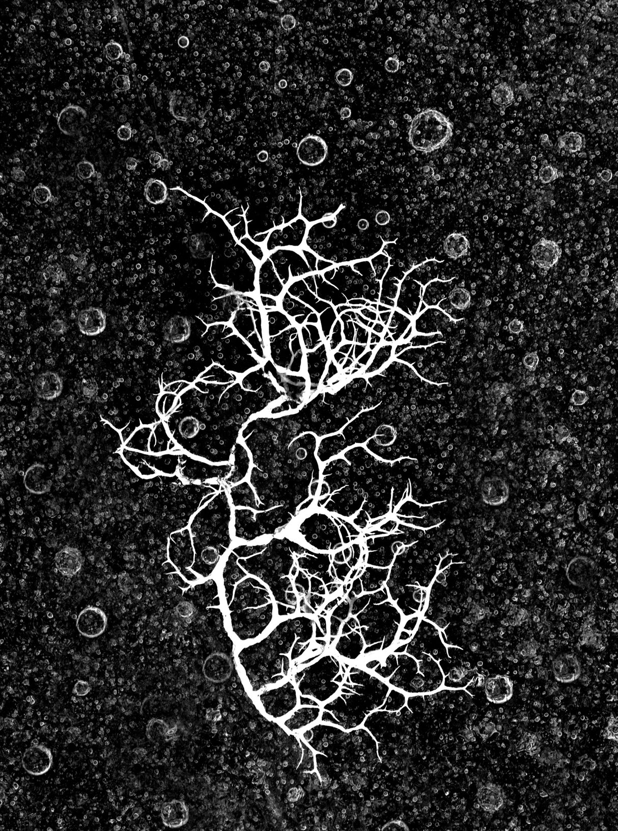 Frozen Poster och Canvastavla