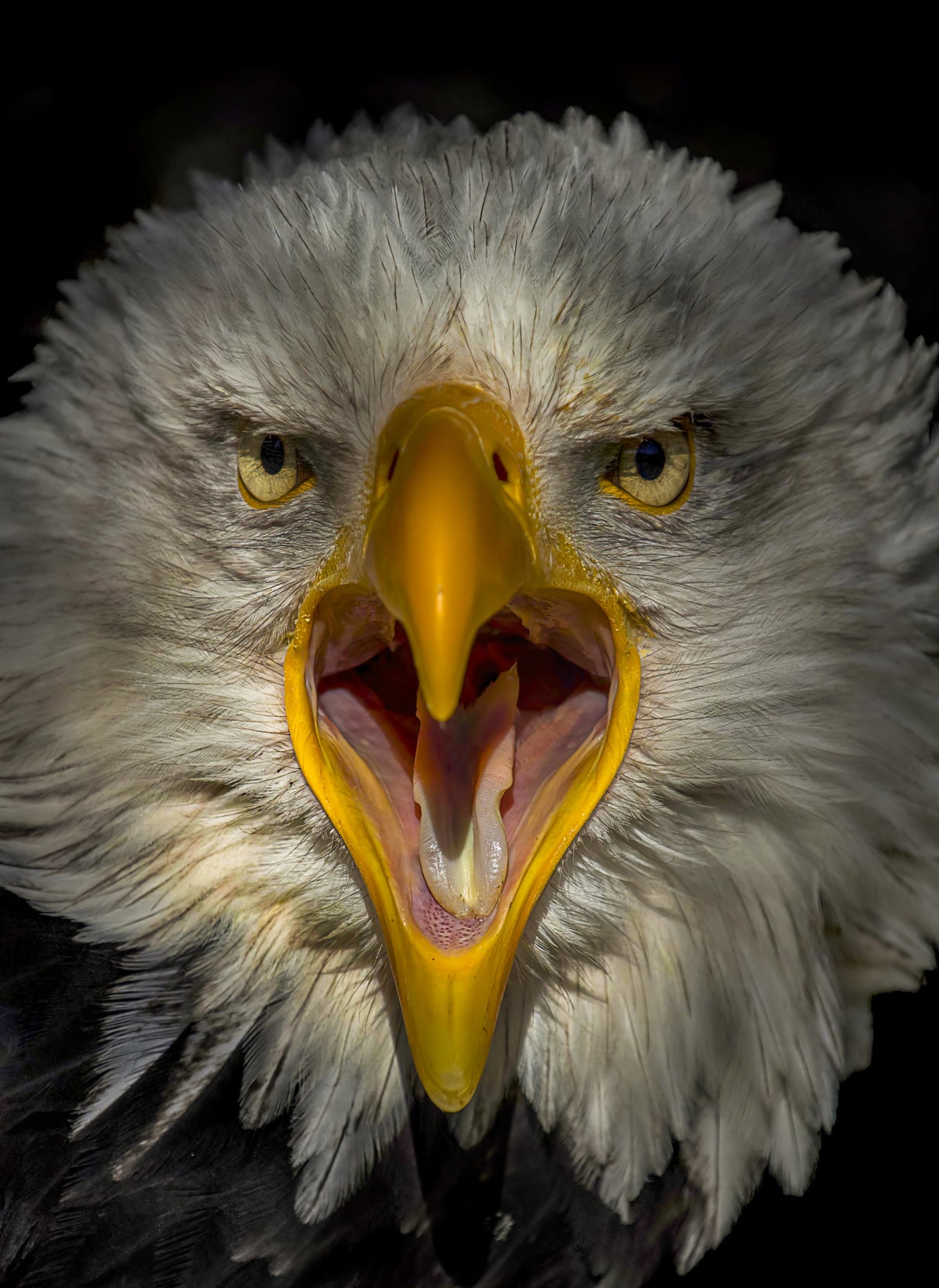Eagle Poster och Canvastavla