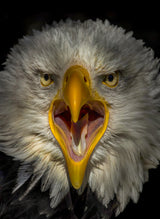 Eagle Poster och Canvastavla