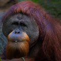 Orangutan 3 Poster och Canvastavla