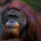 Orangutan 3 Poster och Canvastavla