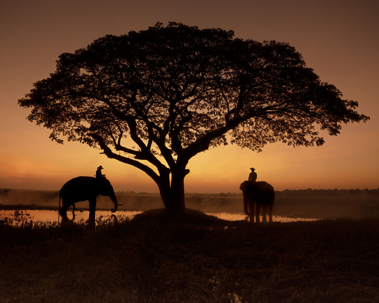 The sweet of morning air Poster och Canvastavla