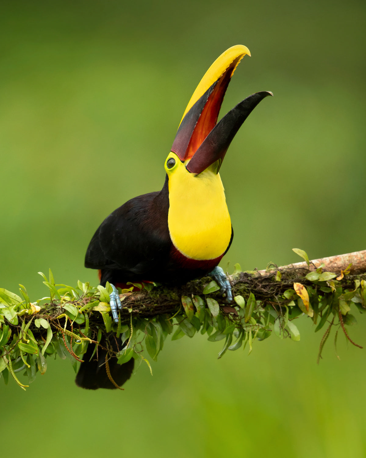 Yellow-throated toucan Poster och Canvastavla