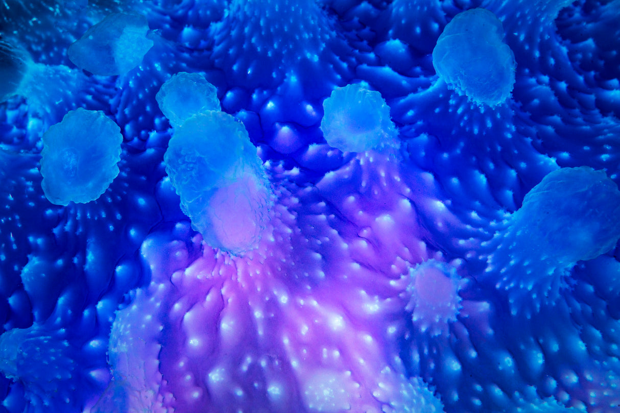 Underwater art : Jellyfish Poster och Canvastavla