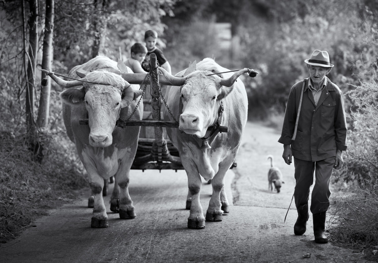 The Beauty of Simple Life Poster och Canvastavla