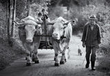 The Beauty of Simple Life Poster och Canvastavla