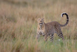 Leopard Poster och Canvastavla