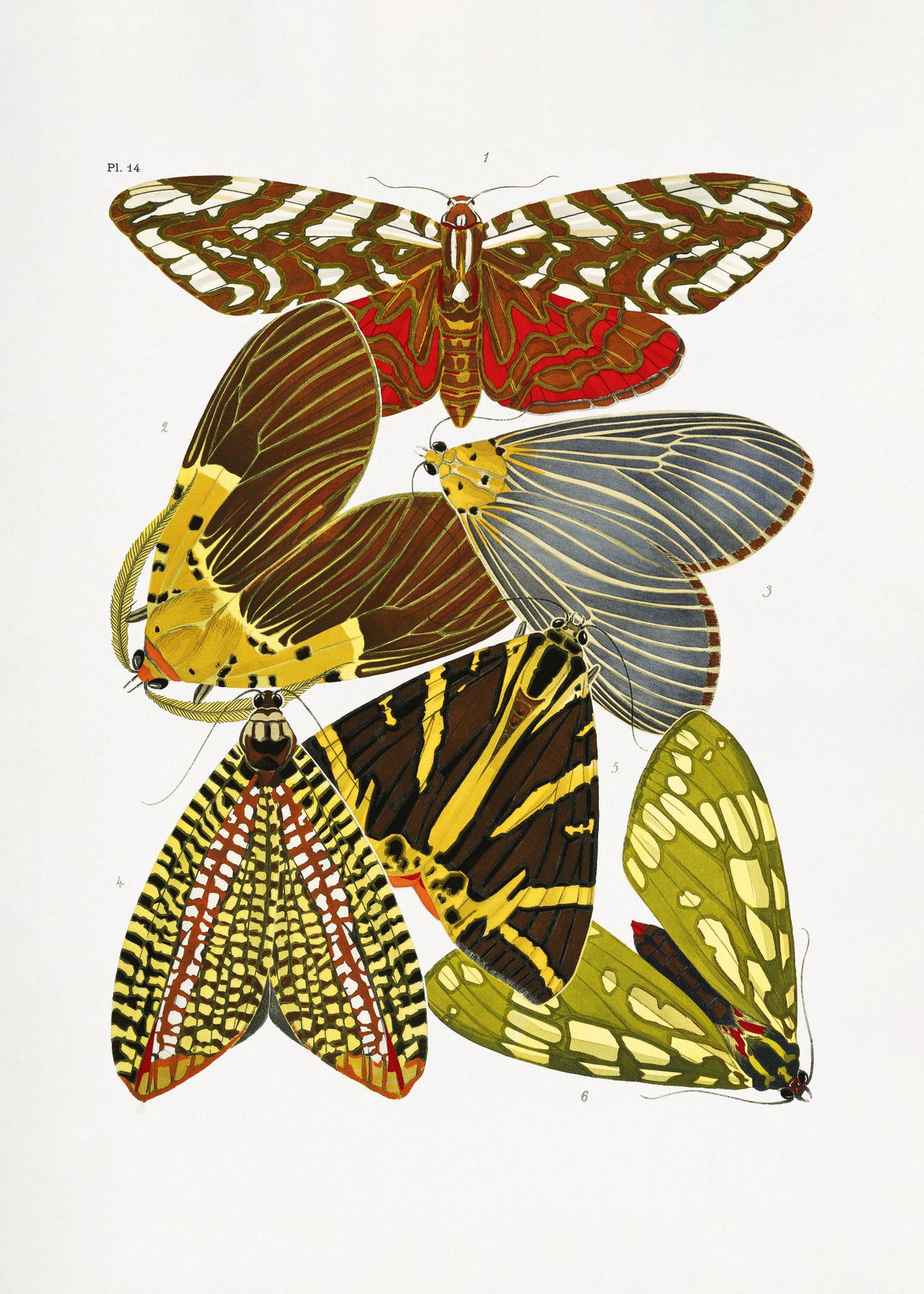 Butterflies 6 Poster och Canvastavla