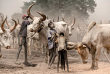 Tochmanga cattle camp Poster och Canvastavla