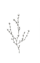 Botanical Trio 2 Poster och Canvastavla