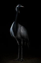 Demoiselle crane portrait II Poster och Canvastavla