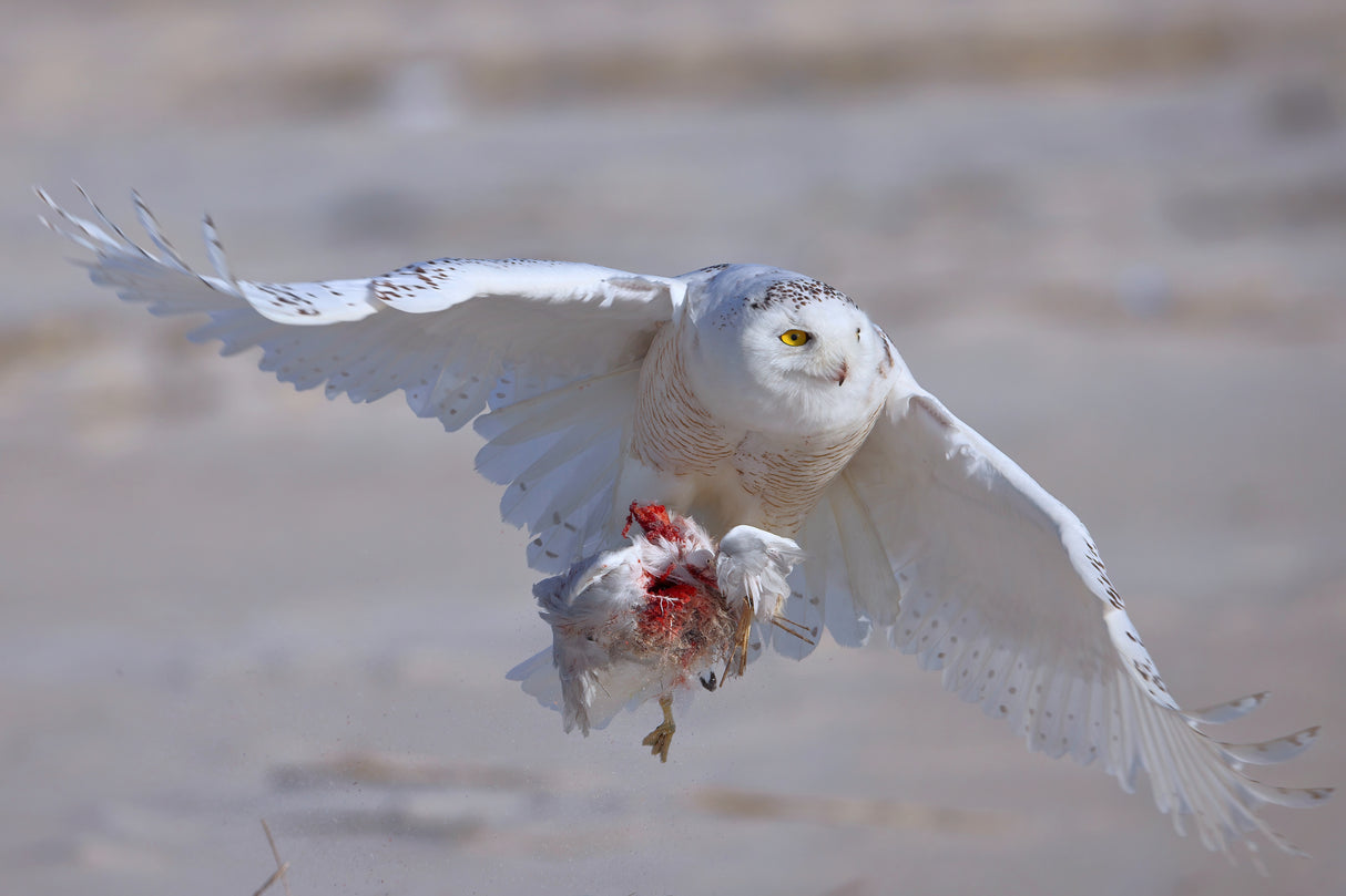 Snowy Owl in Hunting Poster och Canvastavla