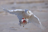Snowy Owl in Hunting Poster och Canvastavla