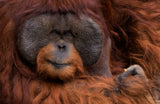 Orang Utan Poster och Canvastavla
