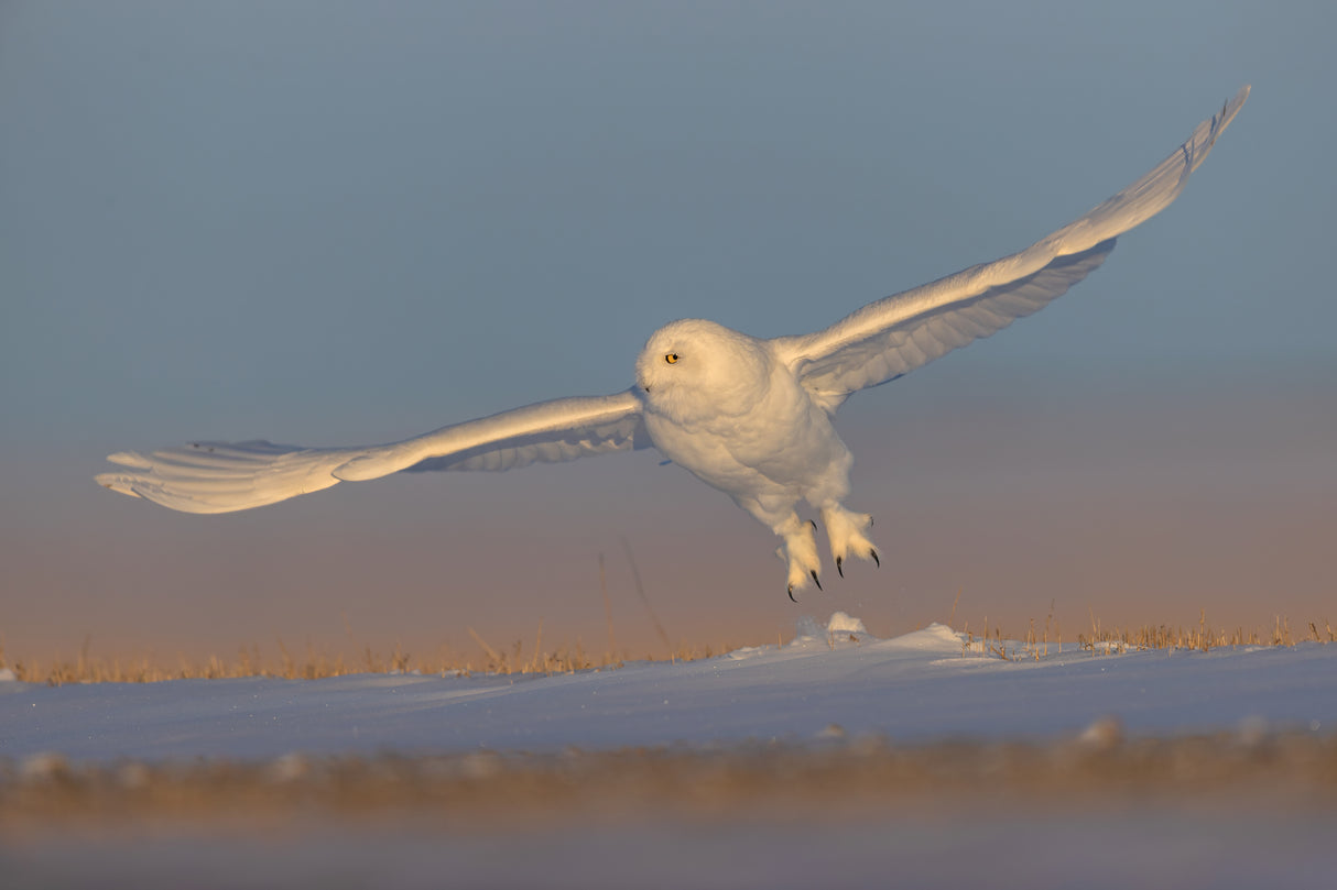 Snowy Owl Poster och Canvastavla