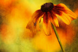 Flower Poster och Canvastavla