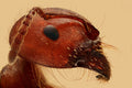 Red Ant Portrait Poster och Canvastavla