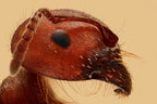 Red Ant Portrait Poster och Canvastavla