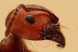 Red Ant Portrait Poster och Canvastavla