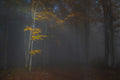 Autumn light Poster och Canvastavla