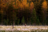 Burning northern forest Poster och Canvastavla