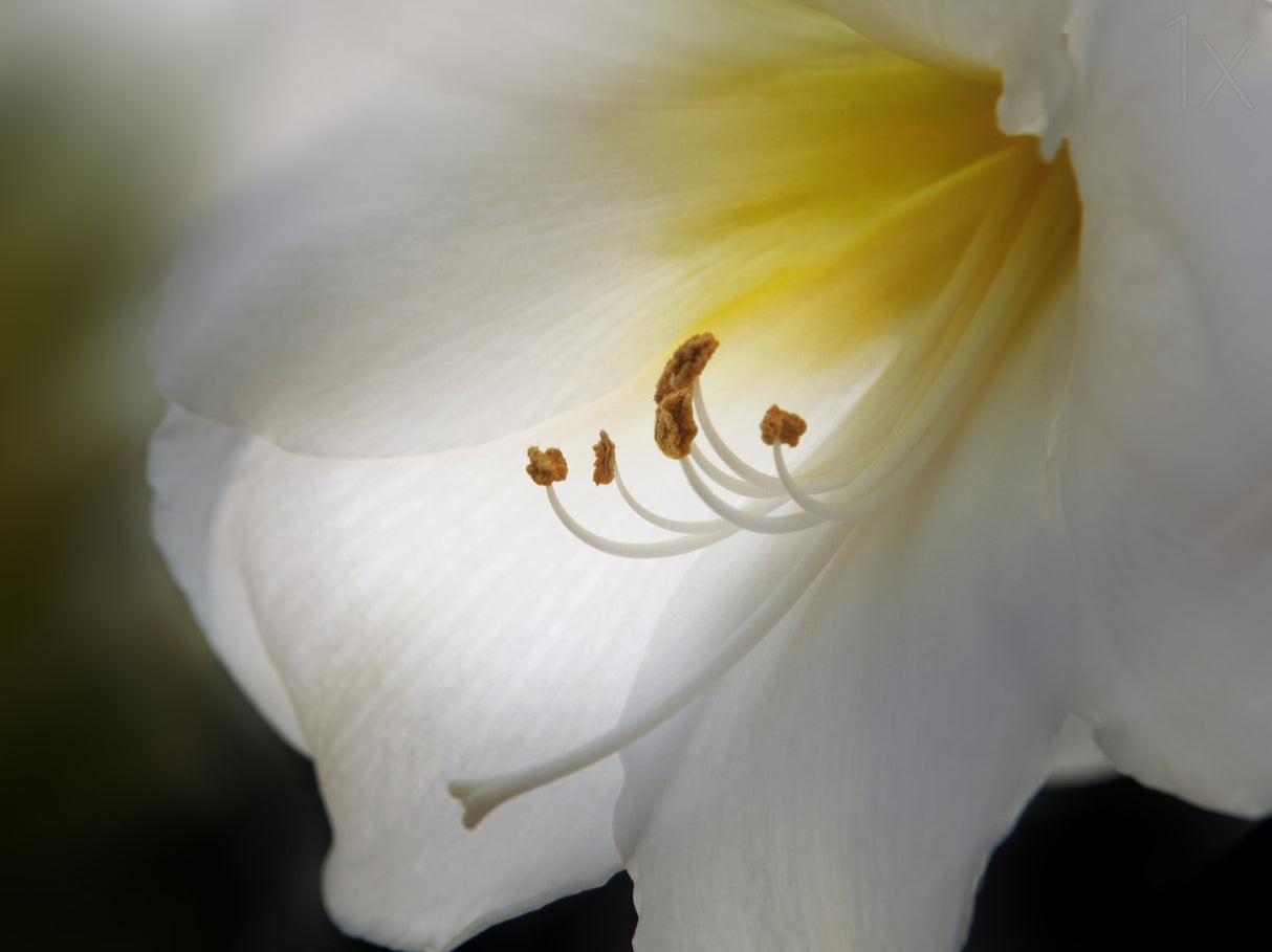 AMARYLLIS Poster och Canvastavla