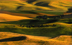 Field Scenery Poster och Canvastavla