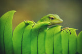 Green Poster och Canvastavla
