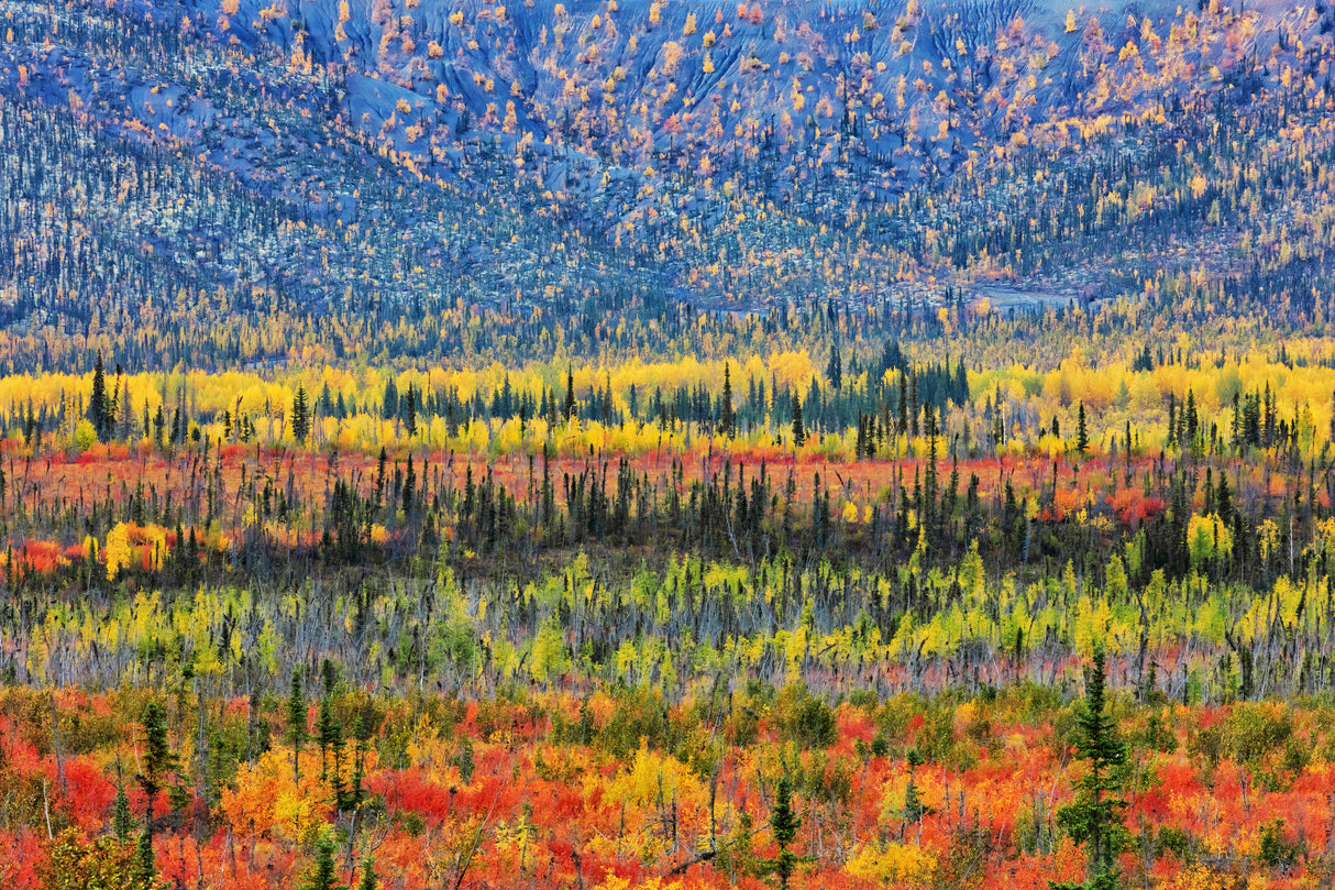 Fall Color in The Mountain Poster och Canvastavla