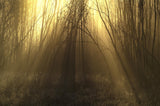 Autumn light. Poster och Canvastavla