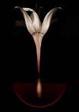 Floating lily Poster och Canvastavla