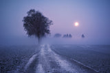 Moonlit Path Poster och Canvastavla