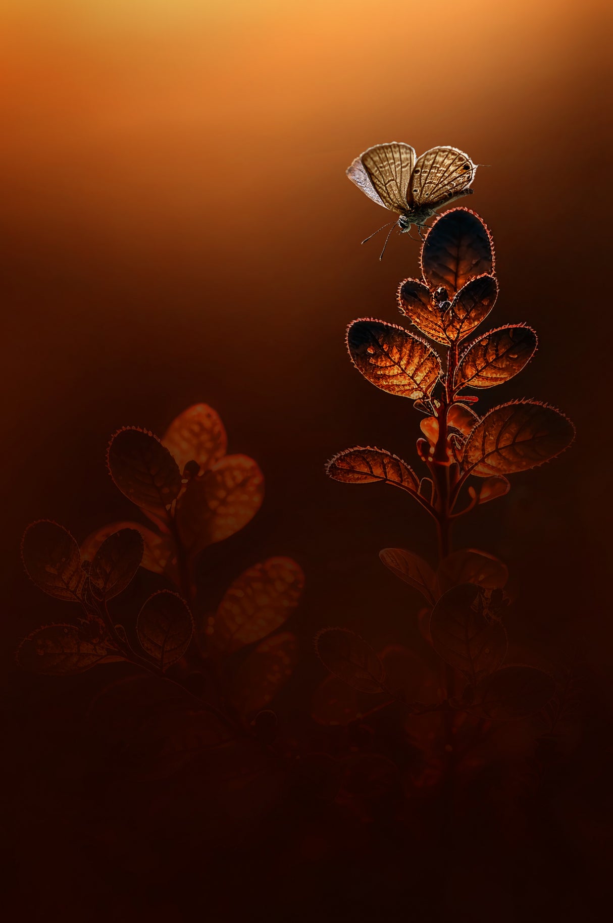 Golden Light Poster och Canvastavla