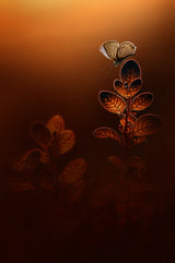 Golden Light Poster och Canvastavla