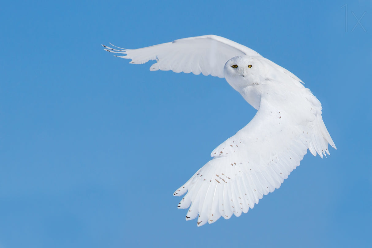 Hunting Snowy Owl Poster och Canvastavla