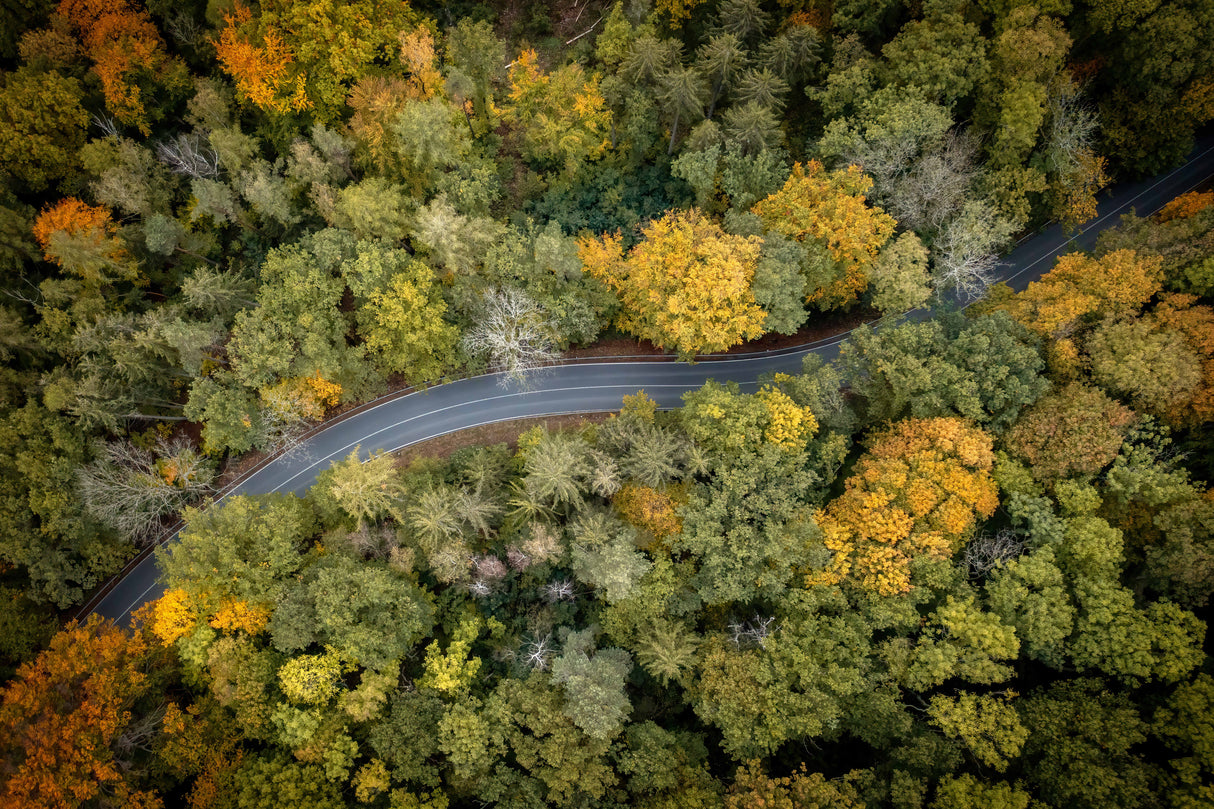 forrest road Poster och Canvastavla