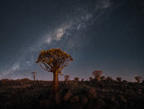 Milky Way Over Quiver Trees Poster och Canvastavla
