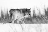 A grey wolf Poster och Canvastavla
