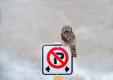 No Parking Poster och Canvastavla