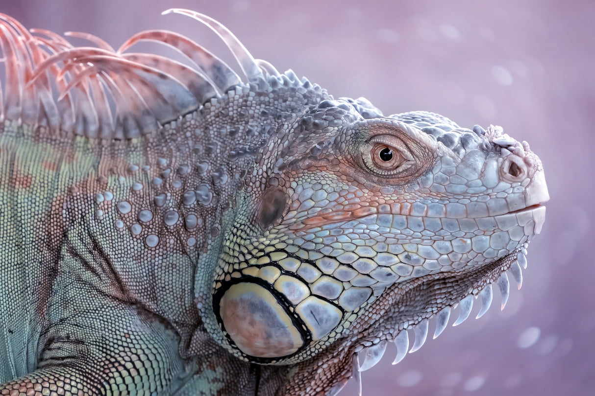The Colors of Iguana Poster och Canvastavla