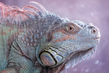 The Colors of Iguana Poster och Canvastavla
