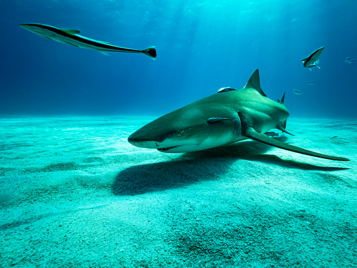The lemon shark Poster och Canvastavla