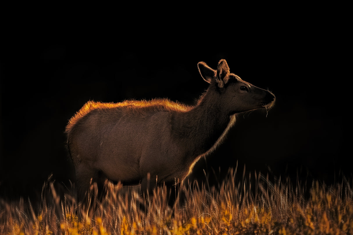 A Cow at Sunset Poster och Canvastavla