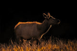 A Cow at Sunset Poster och Canvastavla