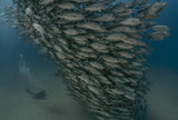 Ocean Soldiers Poster och Canvastavla
