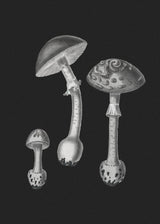 Amanita Muscaria  Black Backgound BW Poster och Canvastavla