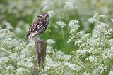 Pygmy owl Poster och Canvastavla
