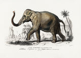 Asiatic Elephant Poster och Canvastavla