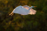 Return at Sunset Poster och Canvastavla