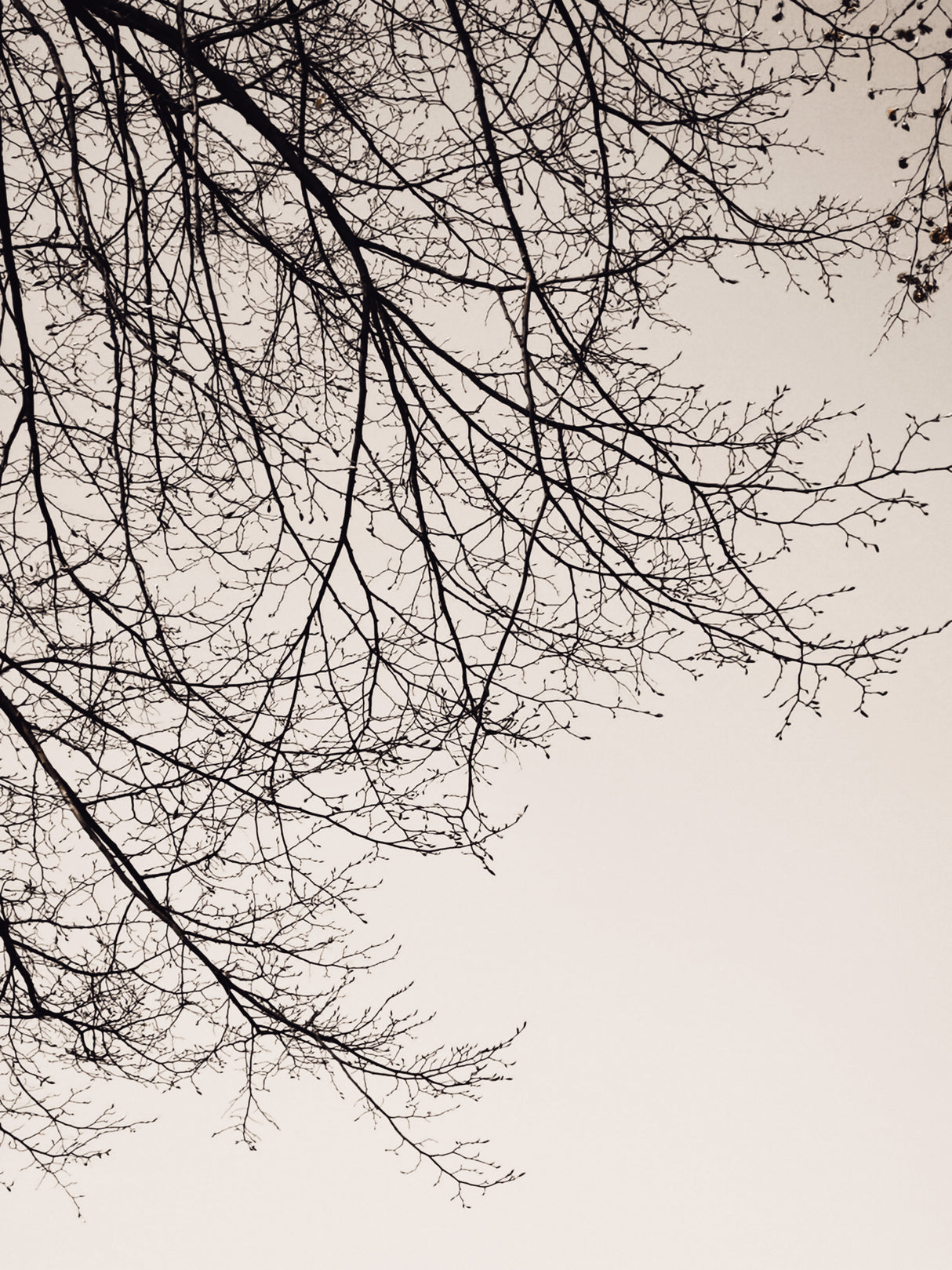 Branches against the sky -BW Poster och Canvastavla